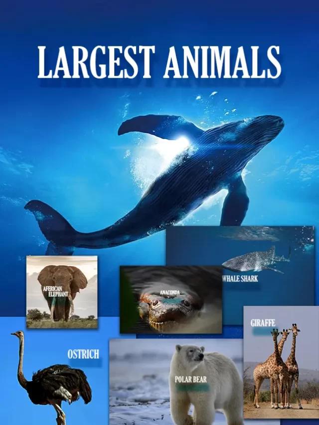 largest animals