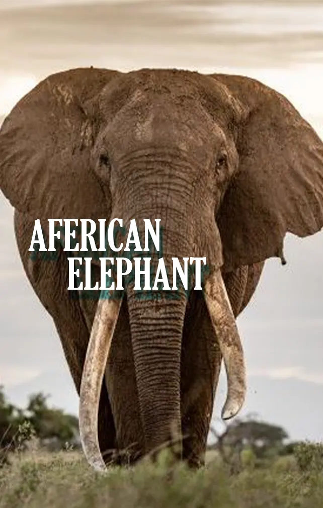largest animals aferican elephant