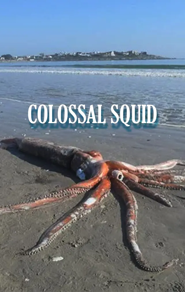largest animals colossal squid