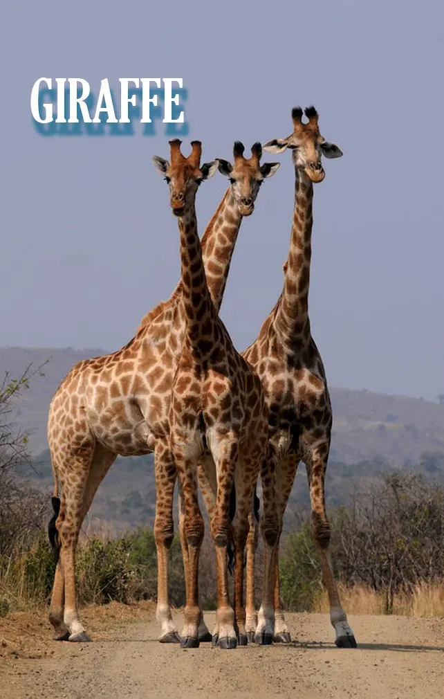 largest animals giraffe