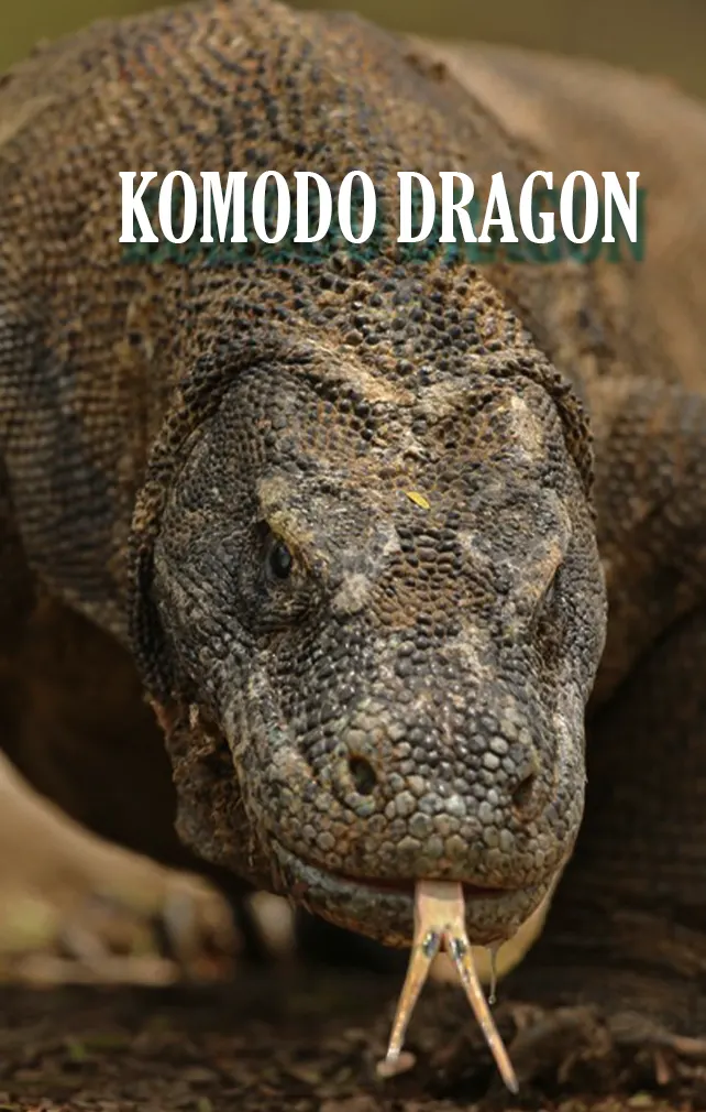 largest animals komod dragon