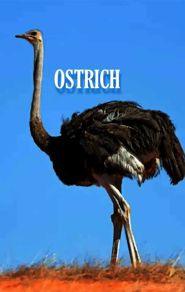 largest animals ostrich