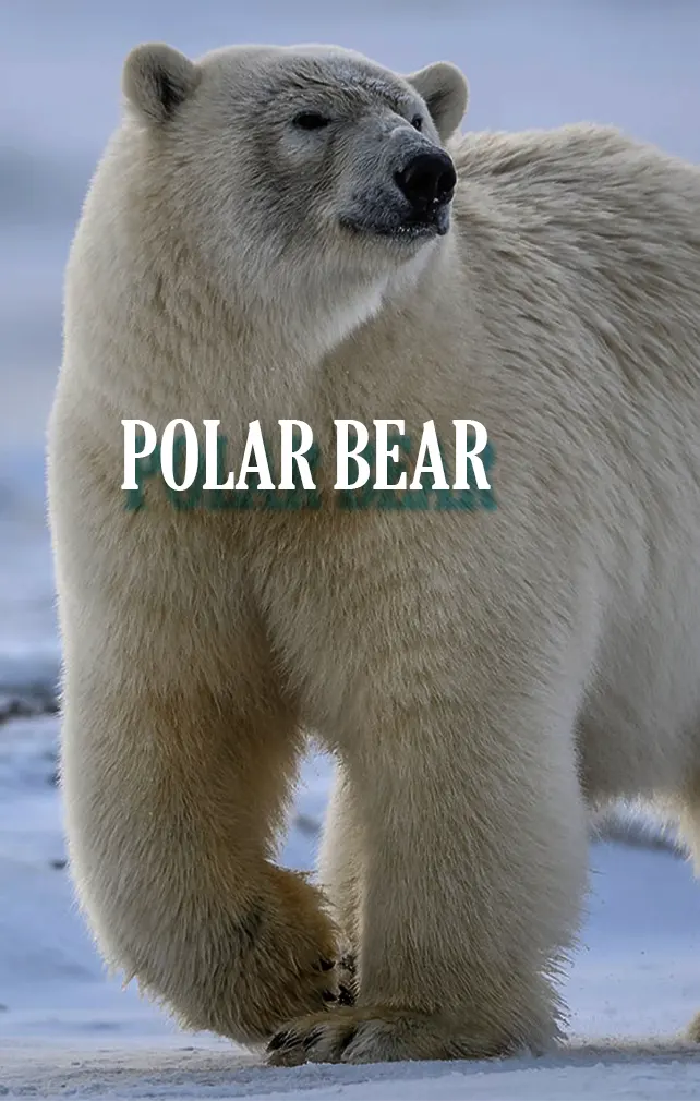 largest animals polar bear