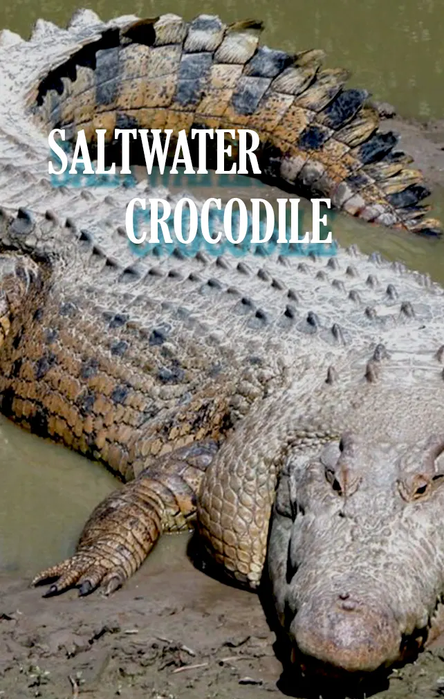 largest animals saltwater crocodile