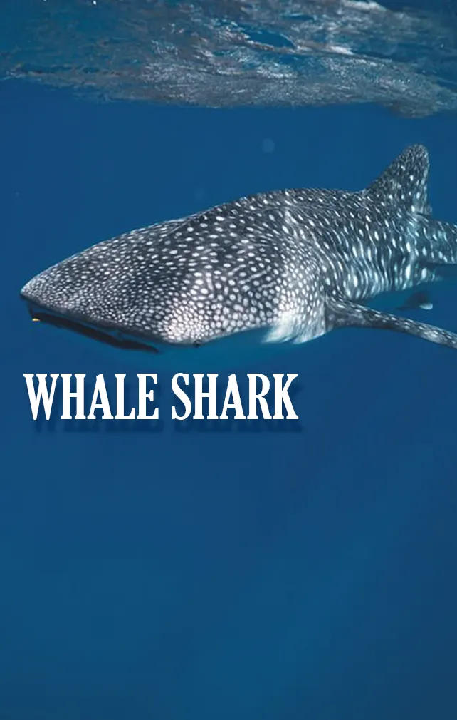 largest animals whale shark