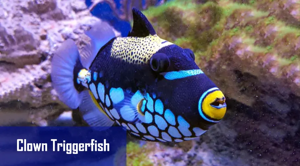 Most Beautiful Fish clown triggerfish