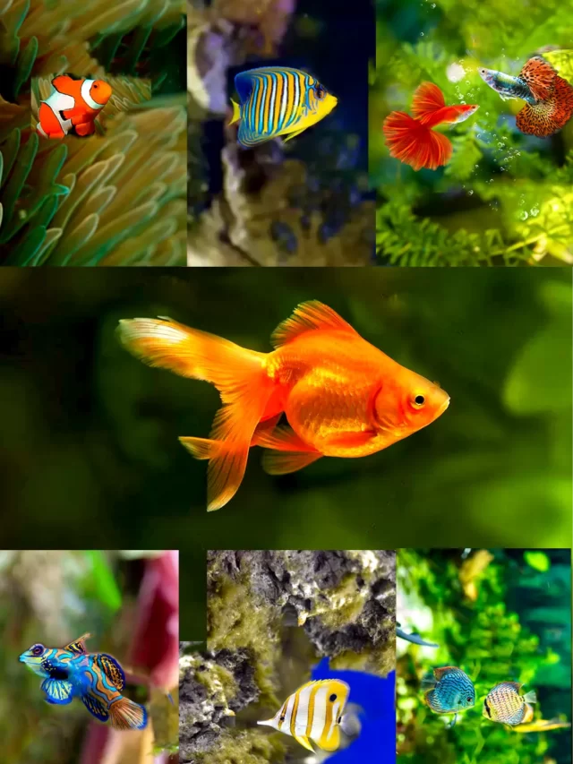 Freshwater Aquarium Fish - InforeverNow