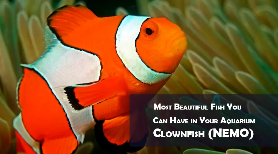 most beautiful fish