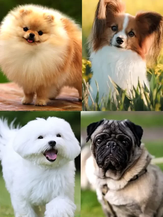 Top 10 Velcro Dog Breeds - InforeverNow