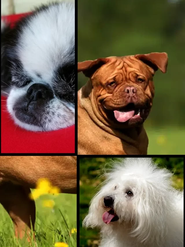 10 Best Low Energy Dog Breeds
