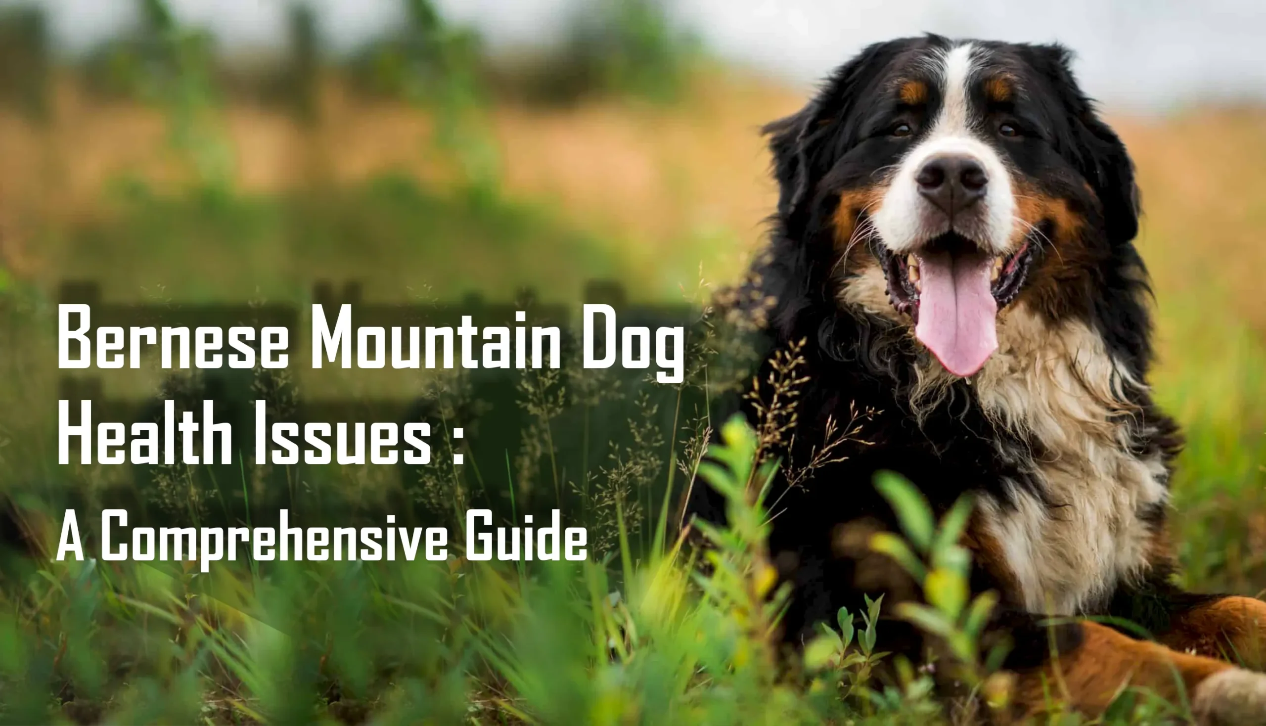 Bernese Mountain Dog Health Issues