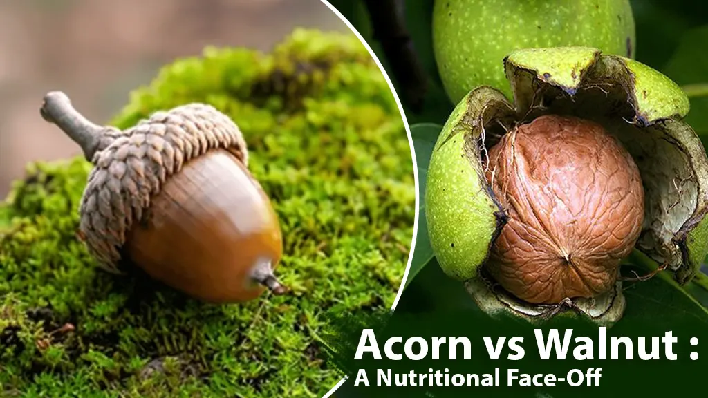 Acorn vs Walnut