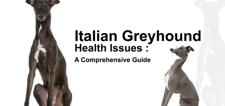 Italian Greyhound Health Issue
