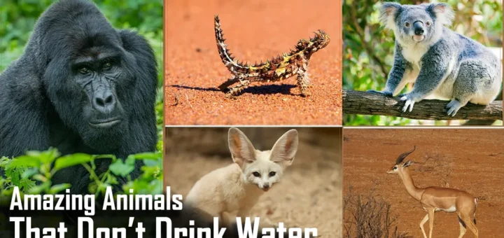 Animals that don't drink water