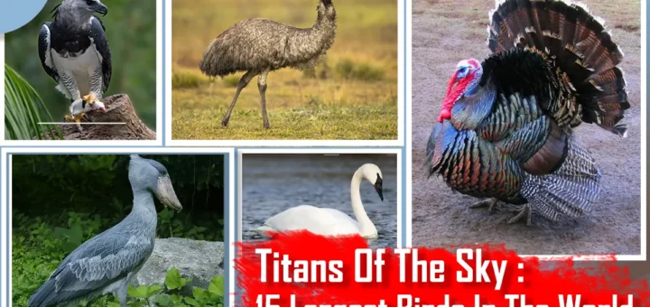 Largest Birds In The World